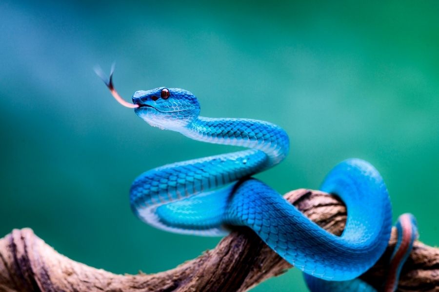  imagen de una serpiente